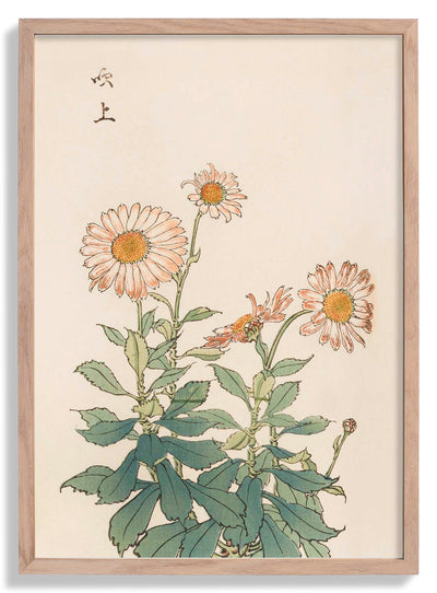 Keika hyakugiku Pl.30 by Keika Hosegawa
