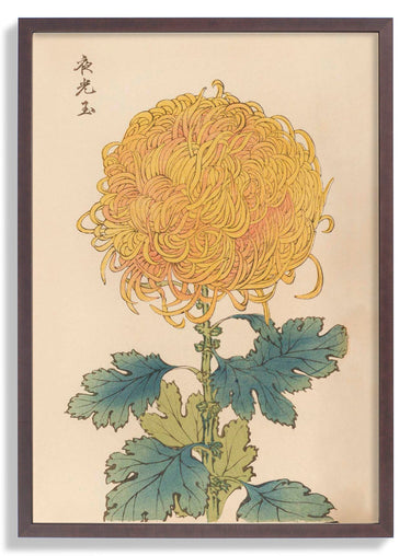 Keika hyakugiku Pl.31 by Keika Hosegawa - Kuriosis Fine Art GmbH