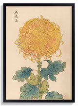 Keika hyakugiku Pl.31 by Keika Hosegawa - Kuriosis Fine Art GmbH