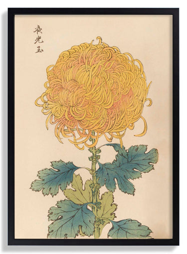 Keika hyakugiku Pl.31 by Keika Hosegawa - Kuriosis Fine Art GmbH