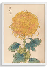 Keika hyakugiku Pl.31 by Keika Hosegawa - Kuriosis Fine Art GmbH