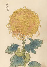 Keika hyakugiku Pl.31 by Keika Hosegawa - Kuriosis Fine Art GmbH