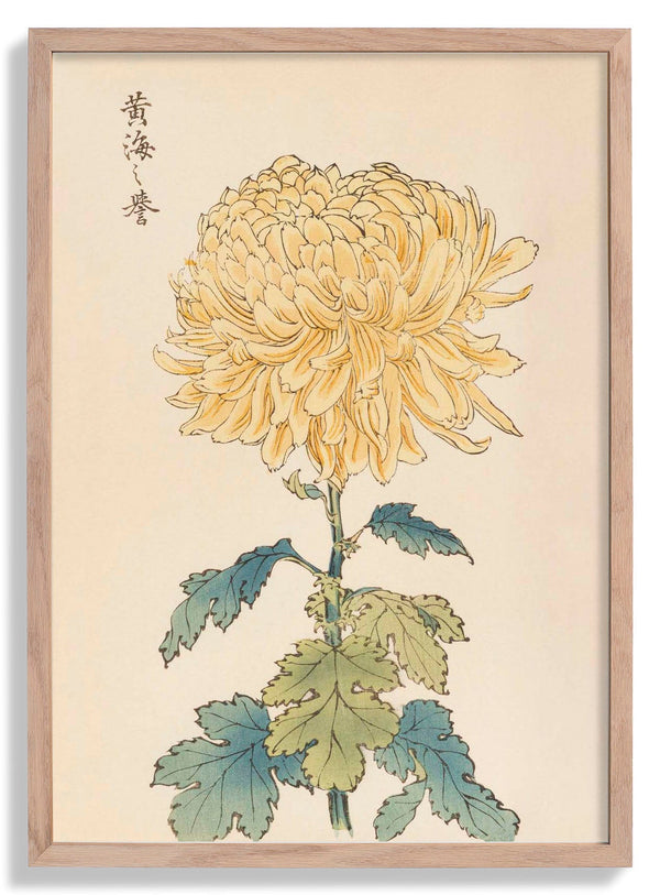 Keika hyakugiku Pl.33 von Keika Hosegawa