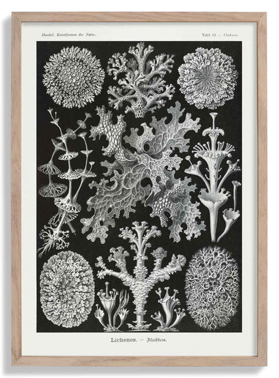 Lichenes by Ernst Haeckel