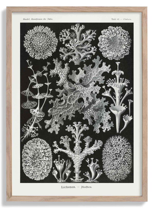 Lichenes von Ernst Haeckel