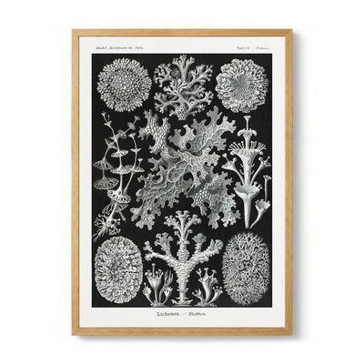 Lichenes von Ernst Haeckel