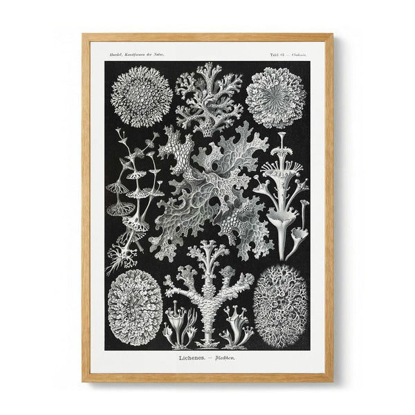 Lichenes door Ernst Haeckel