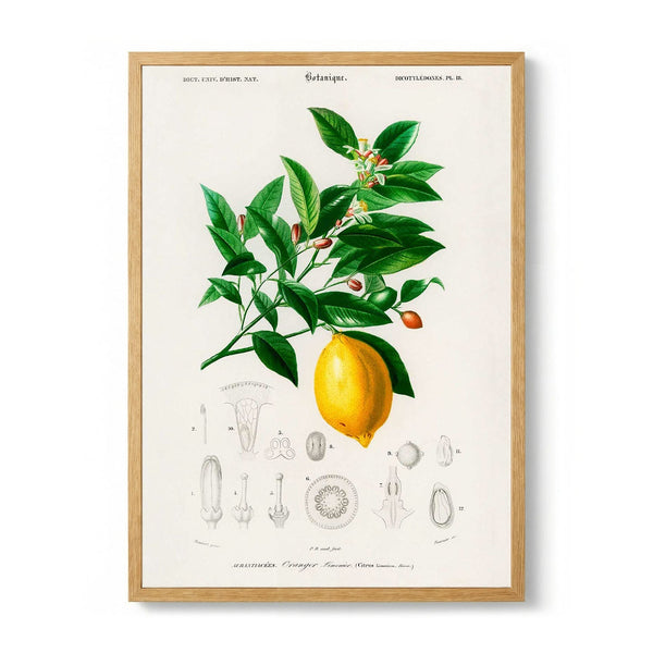 Lime Flower & Lemon Fruit