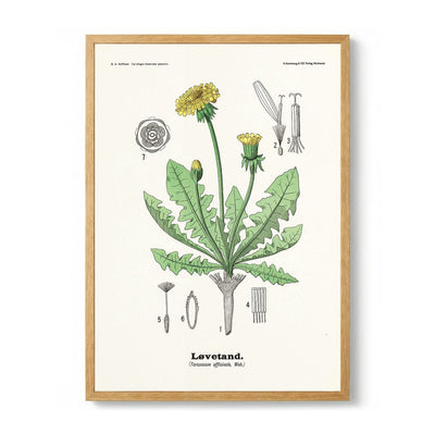 Løvetand - Taraxacum officinale Web. von Olaf Alfred Hoffstad