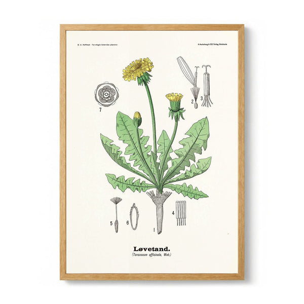 Løvetand - Taraxacum officinale Web. door Olaf Alfred Hoffstad