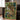 Lost Jungle Place With Peacocks 2 by Andrea Haase - Kuriosis Fine Art GmbH
