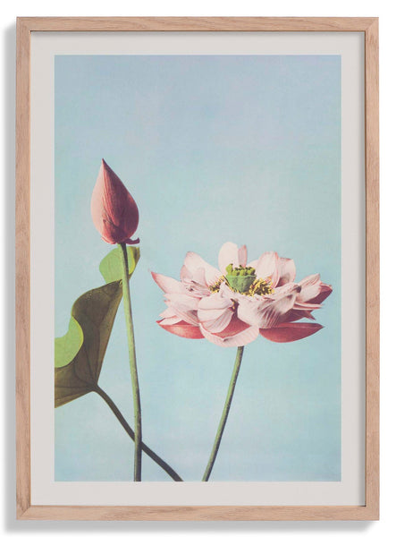 lotus-flower-by-ogawa-kazumasa