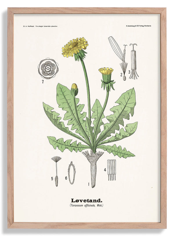 Løvetand - Taraxacum officinale Web. von Olaf Alfred Hoffstad