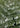 Lush Green Fern by Mareike Bohmer - Kuriosis Fine Art GmbH