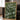 Lush Green Fern by Mareike Bohmer - Kuriosis Fine Art GmbH