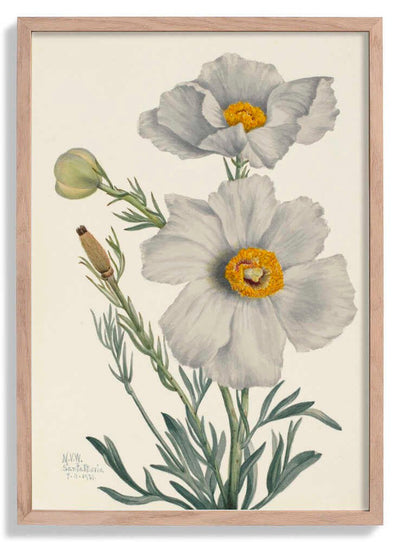 Matilija Poppy door Mary Vaux Walcott