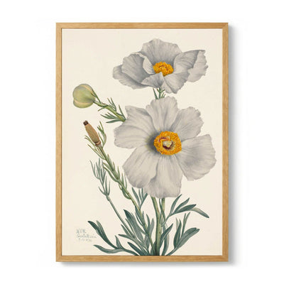Matilija Poppy di Mary Vaux Walcott