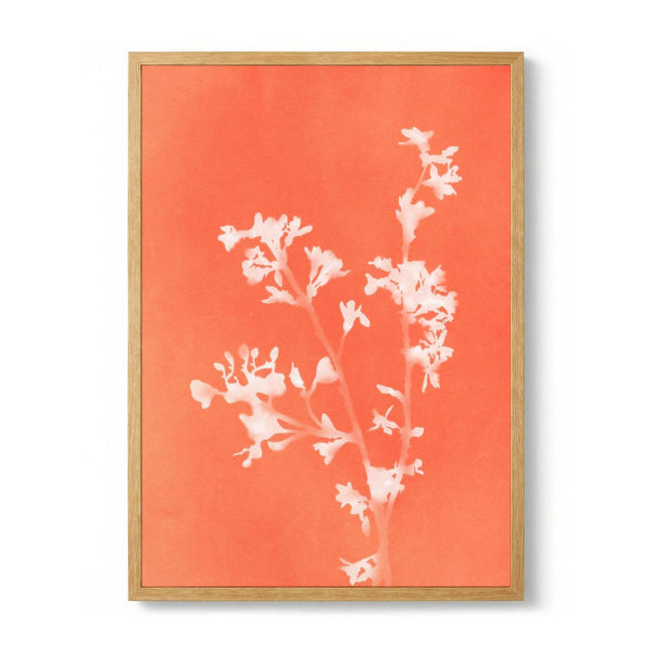 Monograph Orange Flowers di amini54