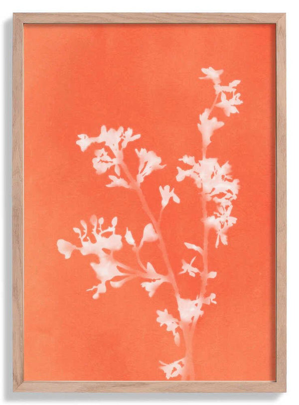 Monograph Orange Flowers di amini54