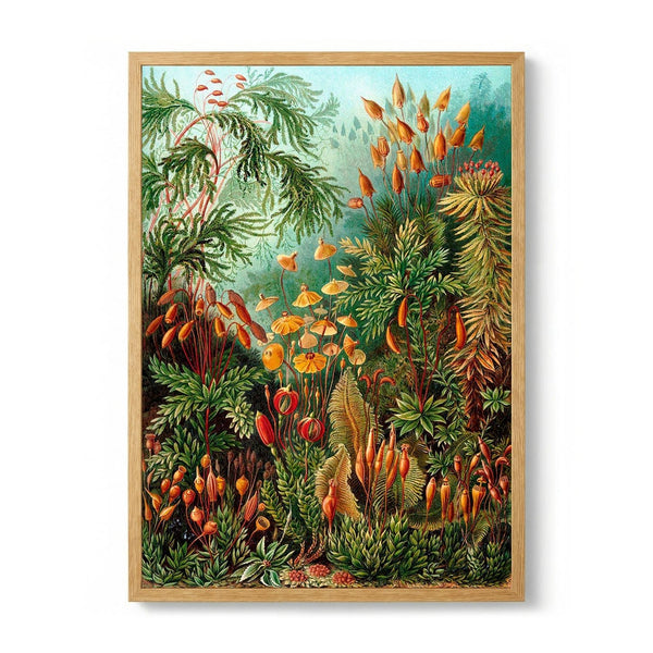 Mushroom Forest Print by Ernst Haeckel - Kuriosis Fine Art GmbH