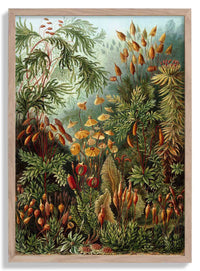 Mushroom Forest Print by Ernst Haeckel - Kuriosis Fine Art GmbH