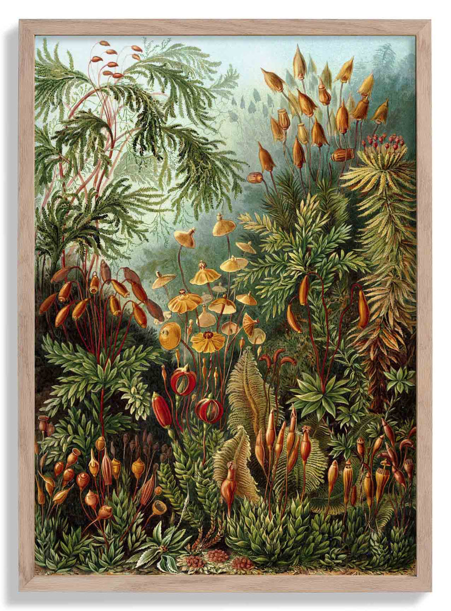 Mushroom Forest Print by Ernst Haeckel - Kuriosis Fine Art GmbH