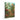 Mushroom Forest Print by Ernst Haeckel - Kuriosis Fine Art GmbH