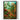 Mushroom Forest Print by Ernst Haeckel - Kuriosis Fine Art GmbH