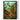 Mushroom Forest Print by Ernst Haeckel - Kuriosis Fine Art GmbH
