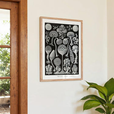 Mycetozoa von Ernst Haeckel – Kuriosis Fine Art GmbH