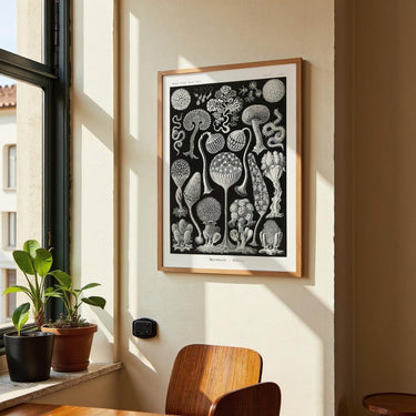 Mycetozoa von Ernst Haeckel – Kuriosis Fine Art GmbH