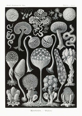 Mycetozoa von Ernst Haeckel – Kuriosis Fine Art GmbH
