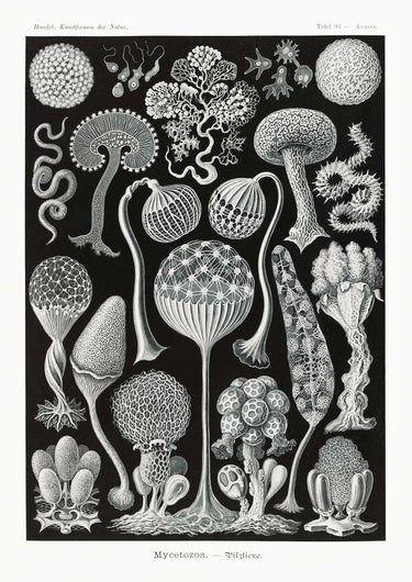 Mycetozoa von Ernst Haeckel – Kuriosis Fine Art GmbH