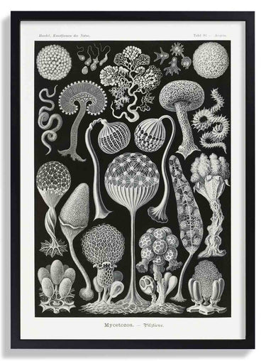 Mycetozoa von Ernst Haeckel – Kuriosis Fine Art GmbH