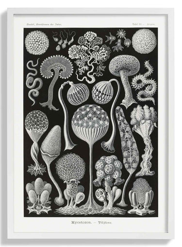 Mycetozoa von Ernst Haeckel – Kuriosis Fine Art GmbH