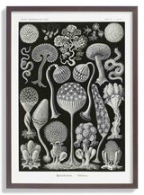 Mycetozoa von Ernst Haeckel – Kuriosis Fine Art GmbH