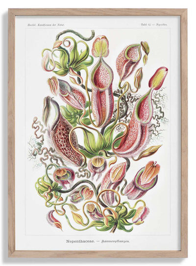 Nepenthaceae by Ernst Haeckel