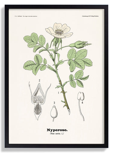 Nyperose - Rosa canina L. by Olaf Alfred Hoffstad - Kuriosis Fine Art GmbH