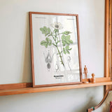 Nyperose - Rosa canina L. by Olaf Alfred Hoffstad - Kuriosis Fine Art GmbH