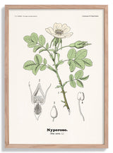 Nyperose - Rosa canina L. by Olaf Alfred Hoffstad - Kuriosis Fine Art GmbH