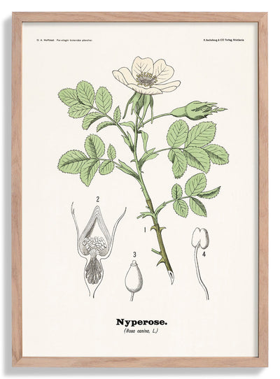 Nyperose - Rosa canina L. by Olaf Alfred Hoffstad