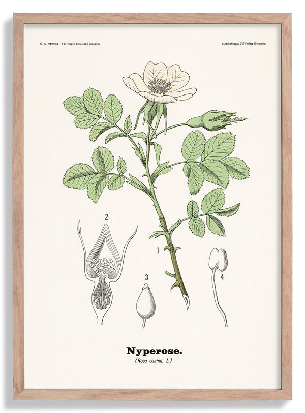 Nyperose - Rosa canina L. von Olaf Alfred Hoffstad