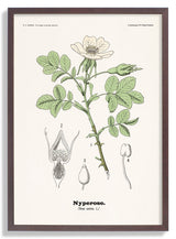 Nyperose - Rosa canina L. by Olaf Alfred Hoffstad - Kuriosis Fine Art GmbH
