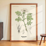 Nyperose - Rosa canina L. by Olaf Alfred Hoffstad - Kuriosis Fine Art GmbH