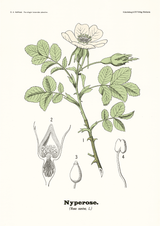 Nyperose - Rosa canina L. by Olaf Alfred Hoffstad - Kuriosis Fine Art GmbH
