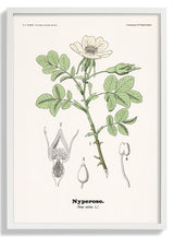 Nyperose - Rosa canina L. by Olaf Alfred Hoffstad - Kuriosis Fine Art GmbH
