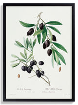 Olive Tree - Kuriosis Fine Art GmbH