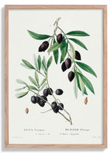 Olive Tree - Kuriosis Fine Art GmbH
