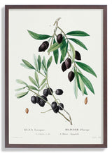 Olive Tree - Kuriosis Fine Art GmbH