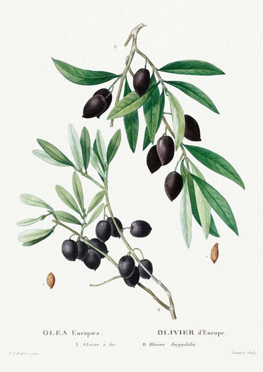 Olive Tree - Kuriosis Fine Art GmbH